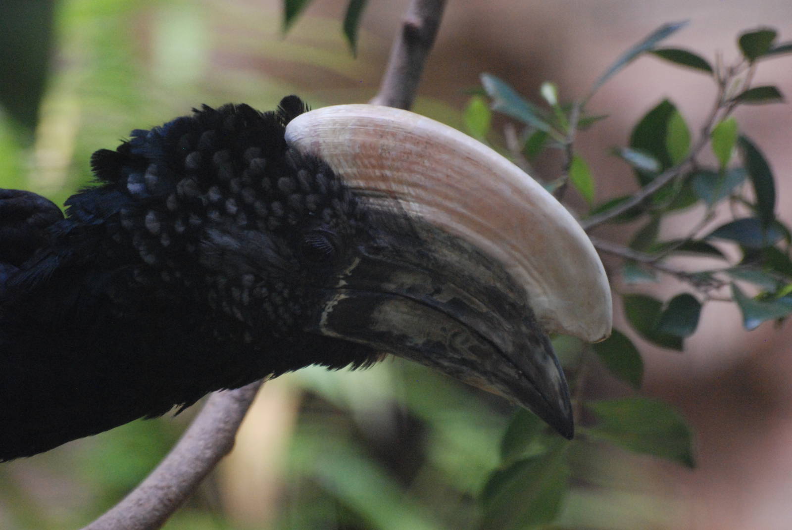Silvery-cheeked Hornbill at Barcelona, 30/05/11