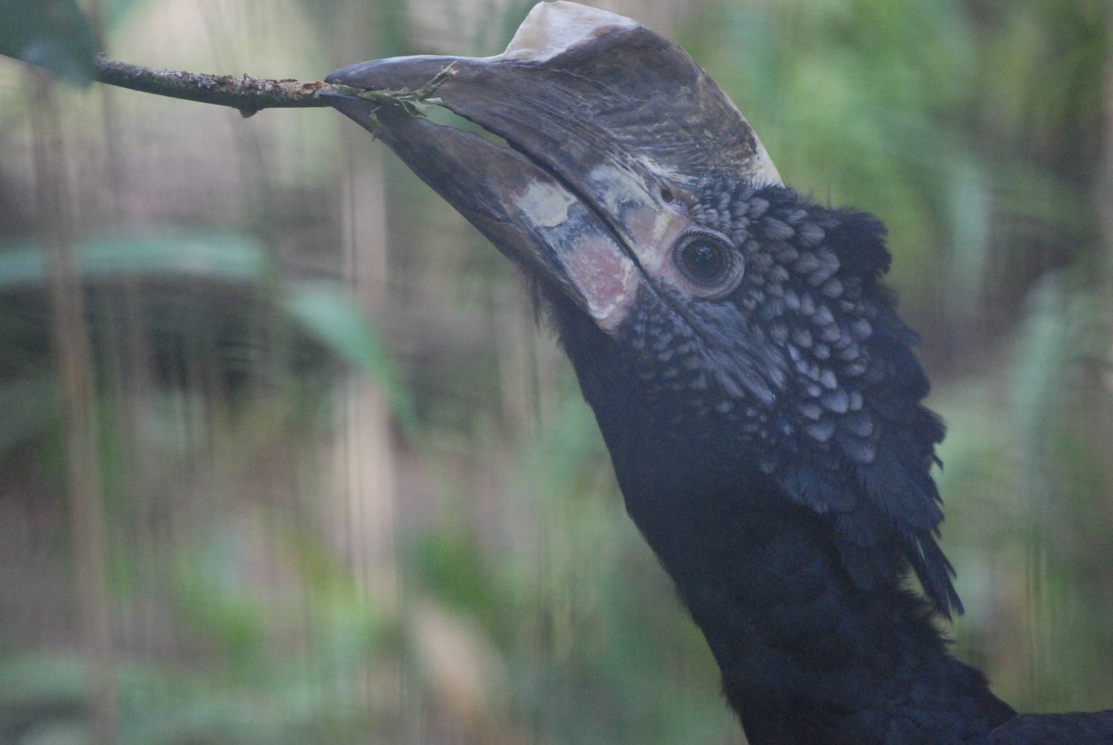 Silvery-cheeked Hornbill at Barcelona, 30/05/11