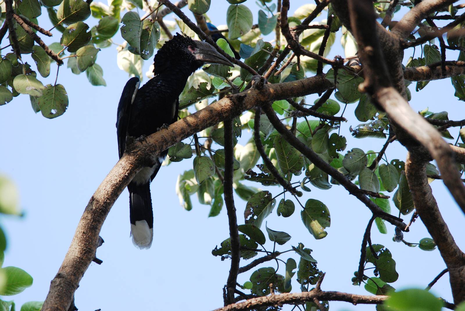 Silvery-cheeked Hornbill at Hawassa, 16/10/14
