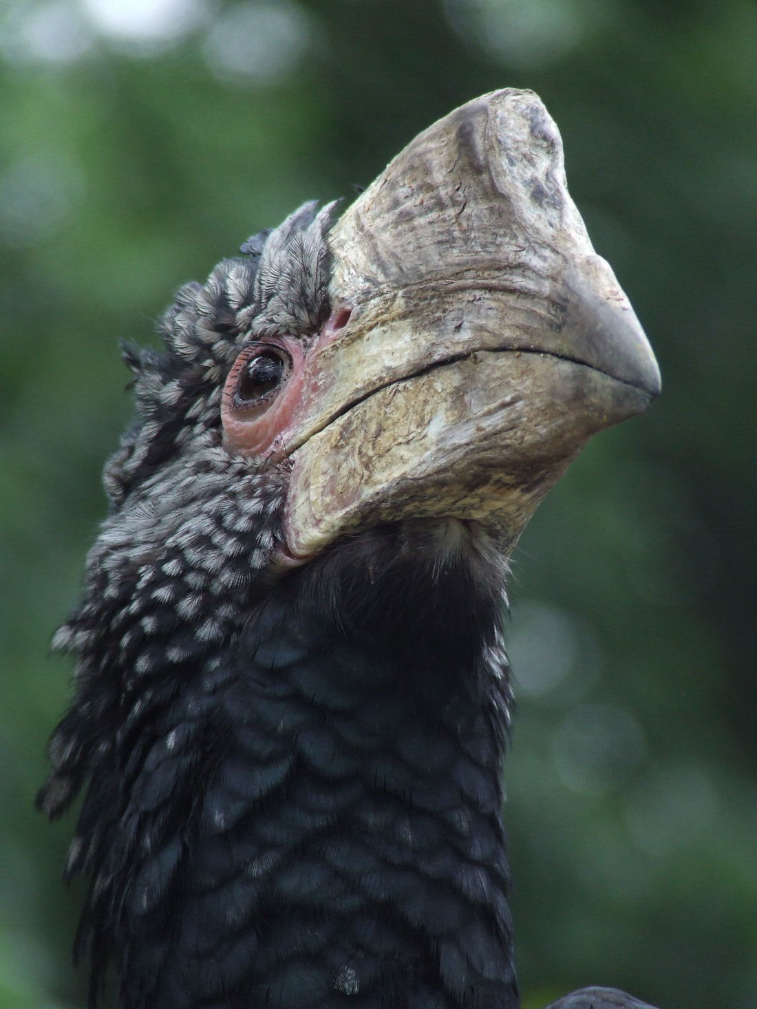 Silvery-cheeked Hornbill at the African walk-through aviary @ Debrecen Zoo