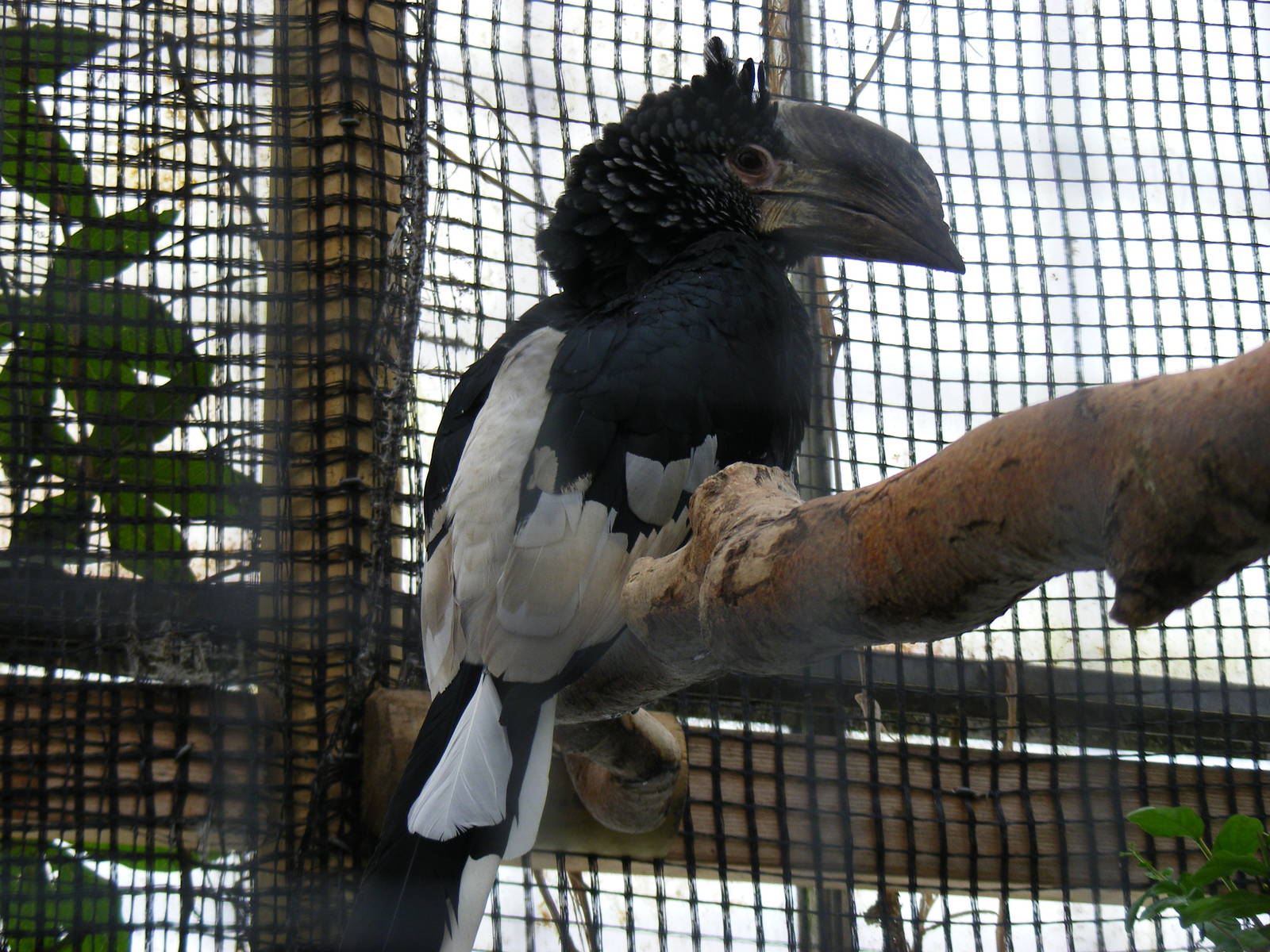 Silvery-cheeked hornbill at Wingham Wildlife Park, 15 August 2010
