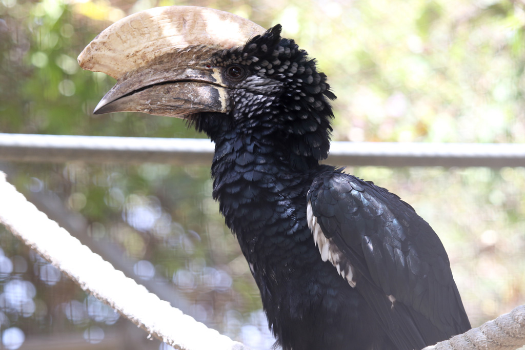 Silvery-cheeked Hornbill at Zoo de Lagos 7th August 2017