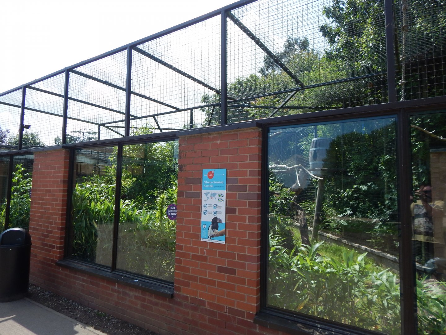 Silvery-cheeked hornbill aviary 020721