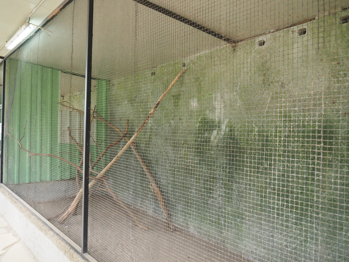 Silvery-cheeked hornbill aviary, 2019-08-04