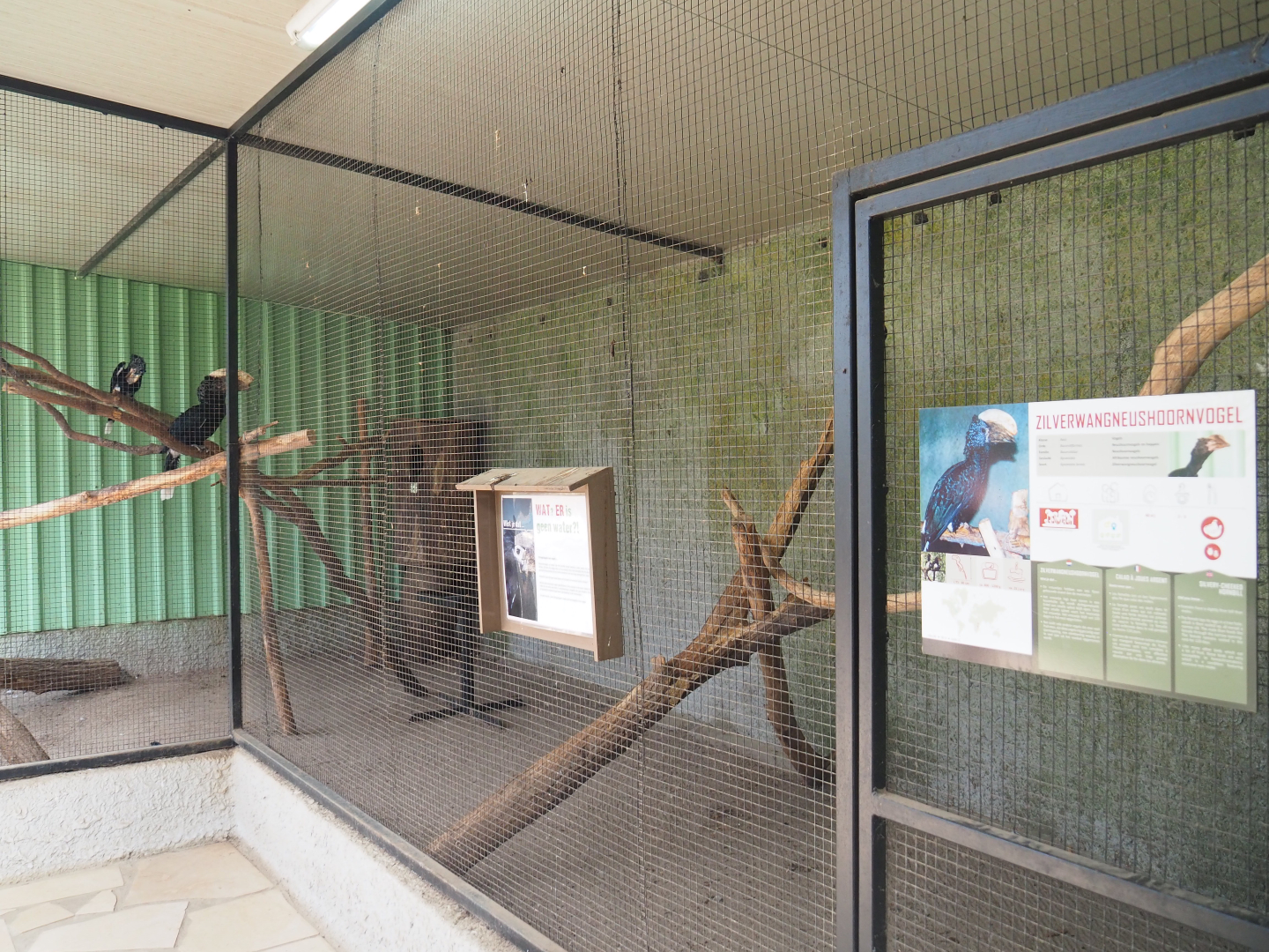 Silvery-cheeked hornbill aviary, 2019-08-04