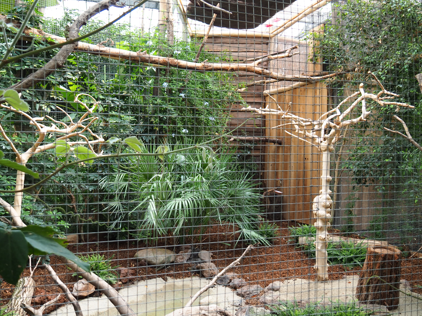 Silvery-cheeked hornbill aviary, 2019-10-05