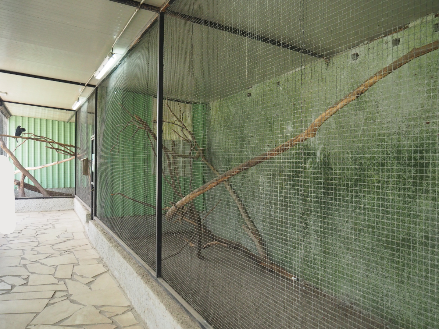 Silvery-cheeked hornbill aviary, 2020-06-20