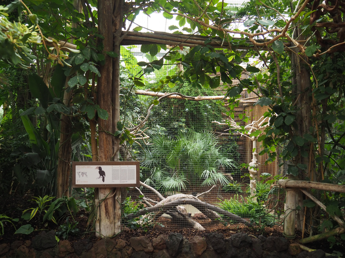 Silvery-cheeked hornbill aviary, 2020-09-03
