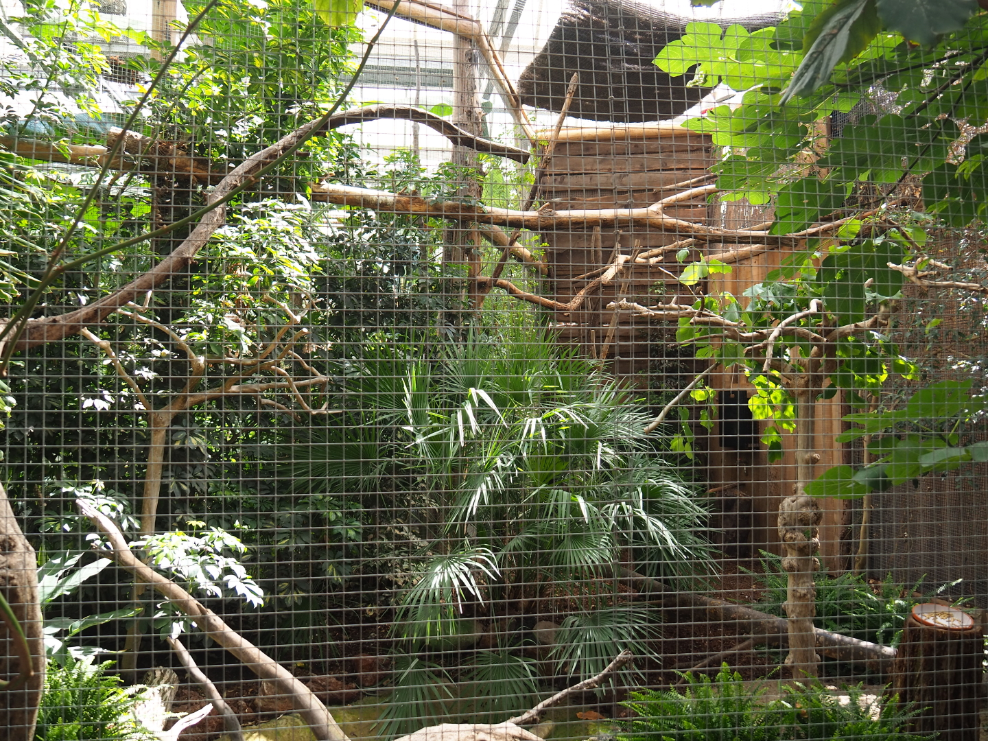 Silvery-cheeked hornbill aviary, 2021-09-03
