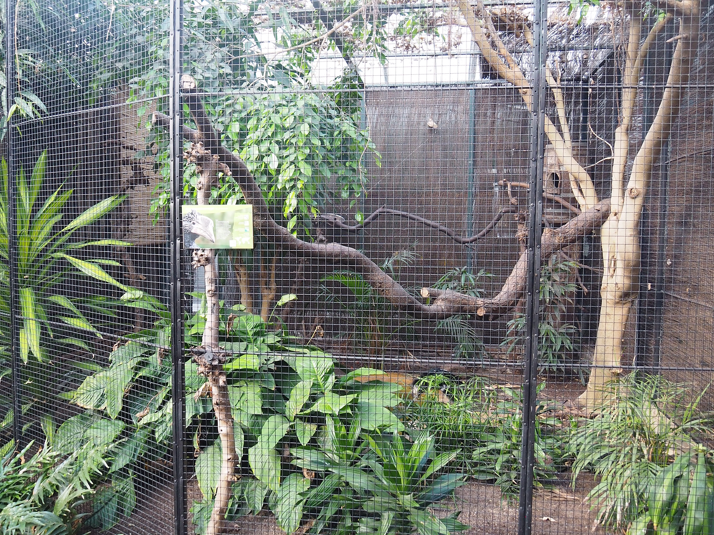 Silvery-cheeked hornbill aviary, 2022-08-28