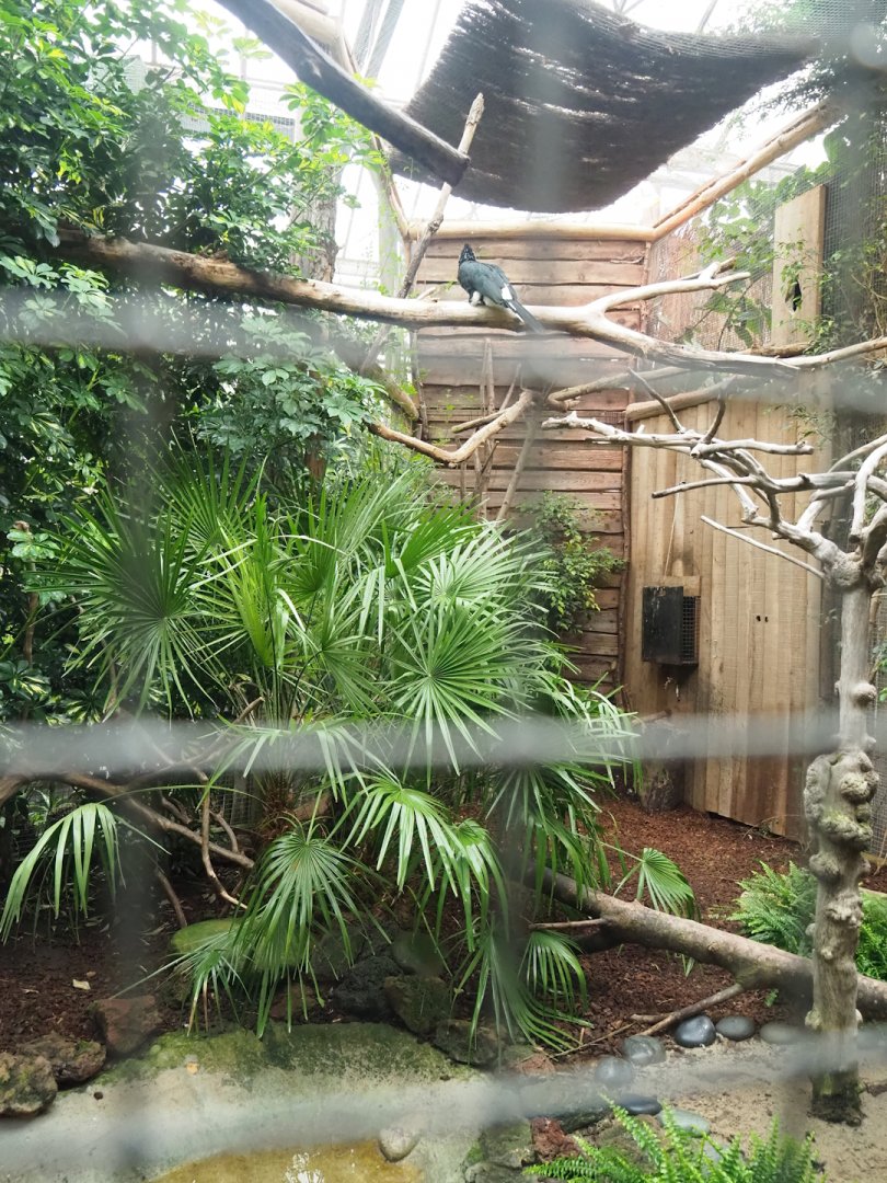 Silvery-cheeked hornbill aviary, 2023-10-13