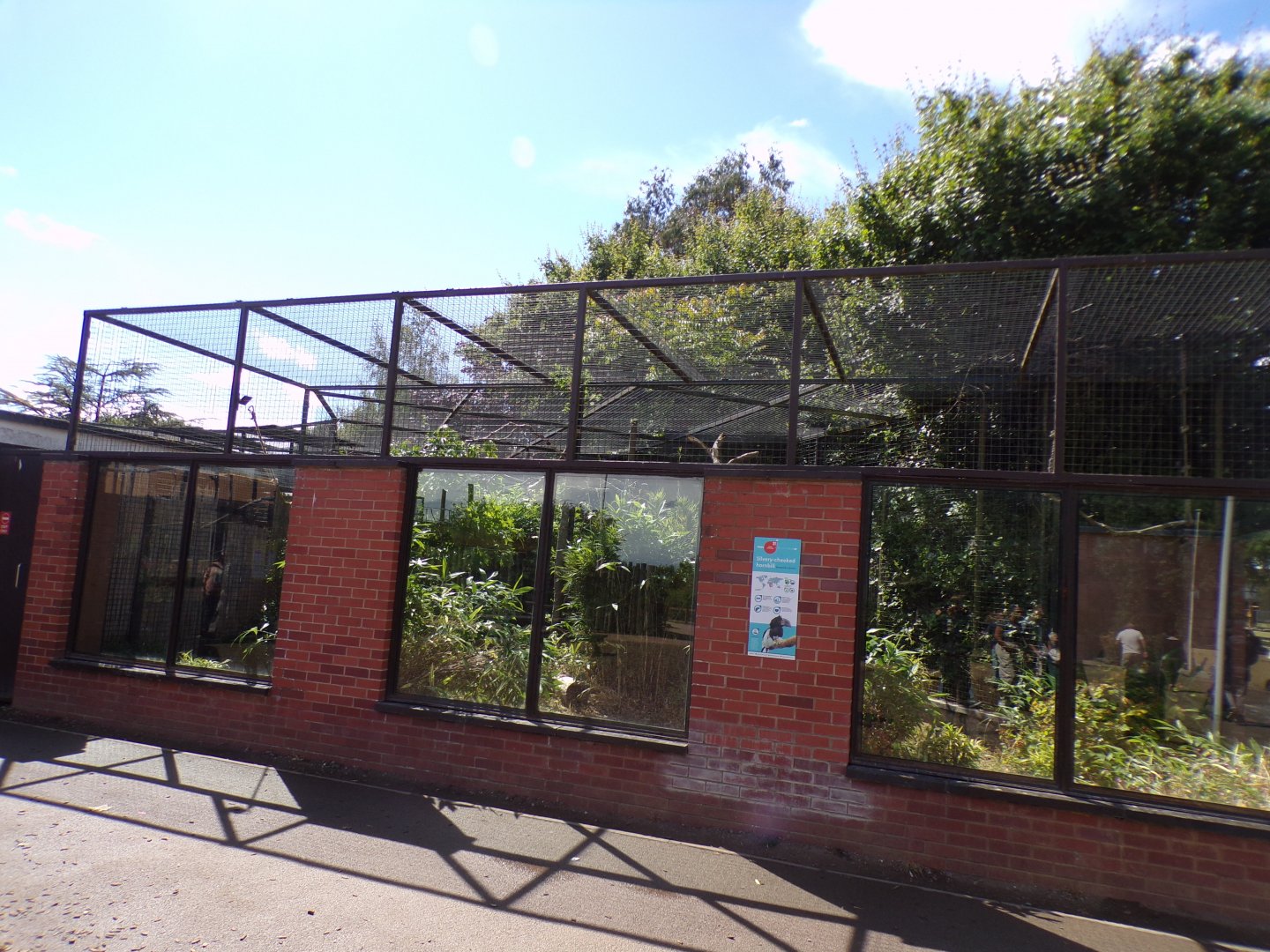 Silvery-cheeked hornbill aviary 7.7.24