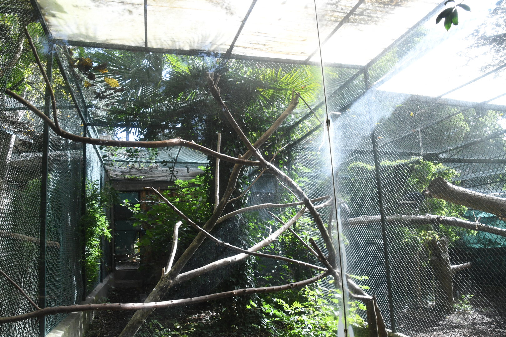 Silvery-cheeked Hornbill Aviary (Zoo Lourosa)