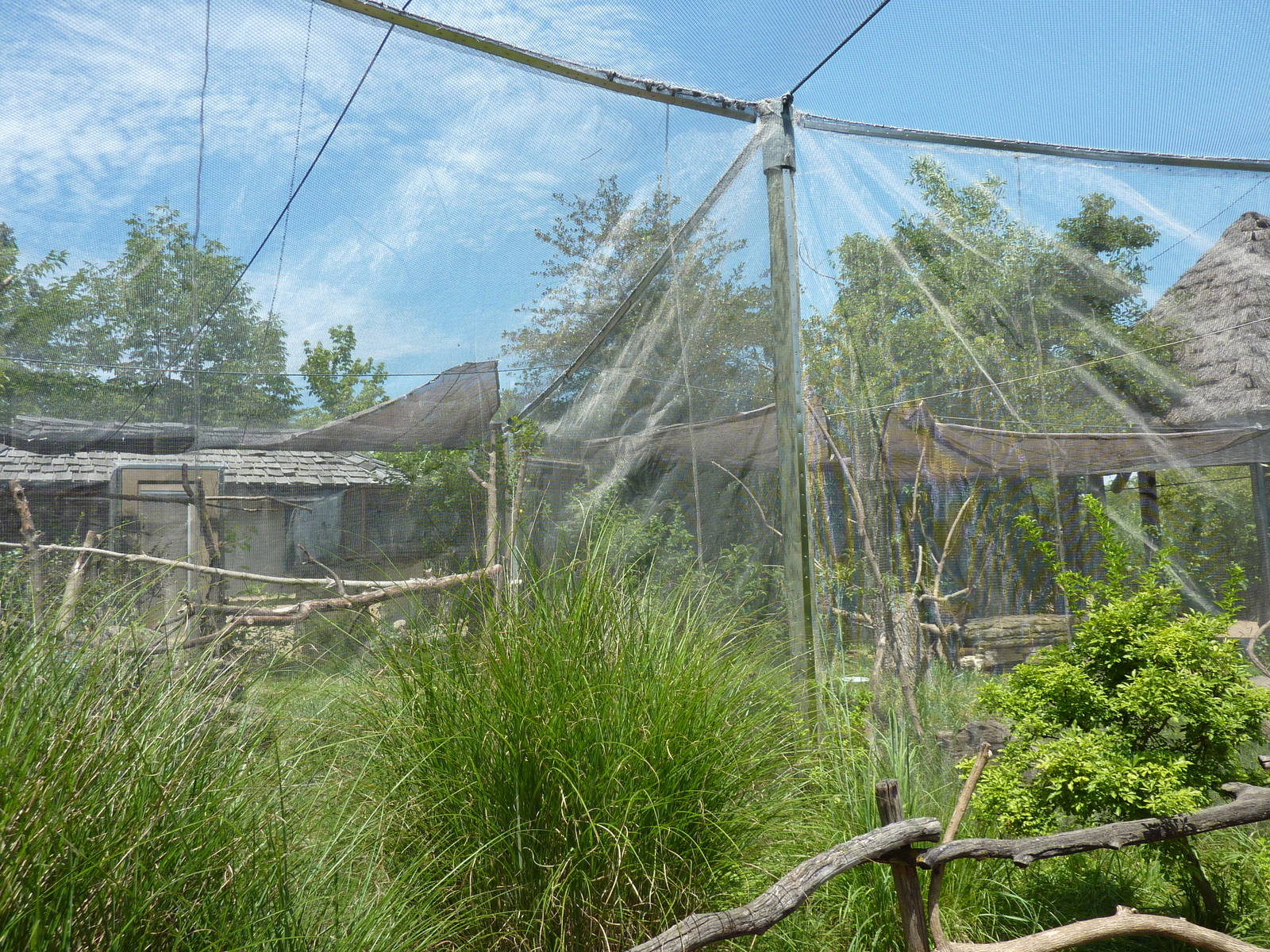 Silvery-Cheeked Hornbill Aviary