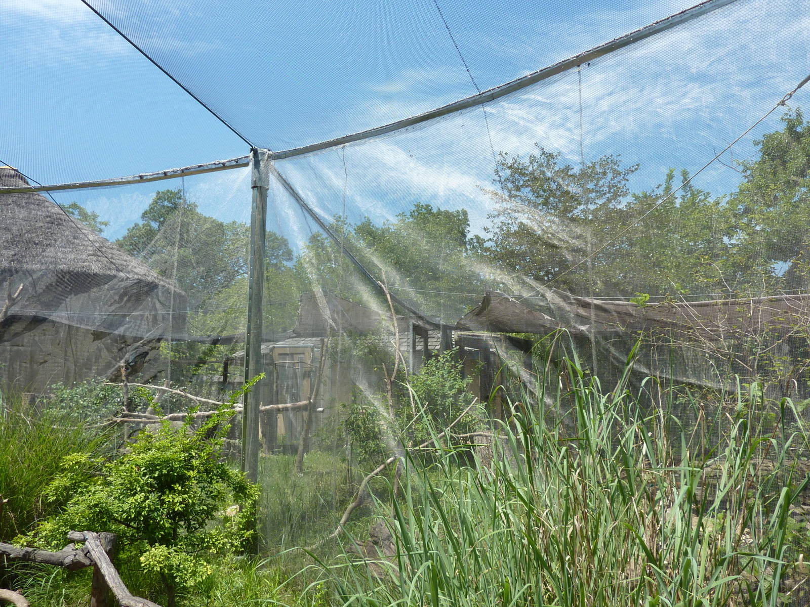 Silvery-Cheeked Hornbill Aviary