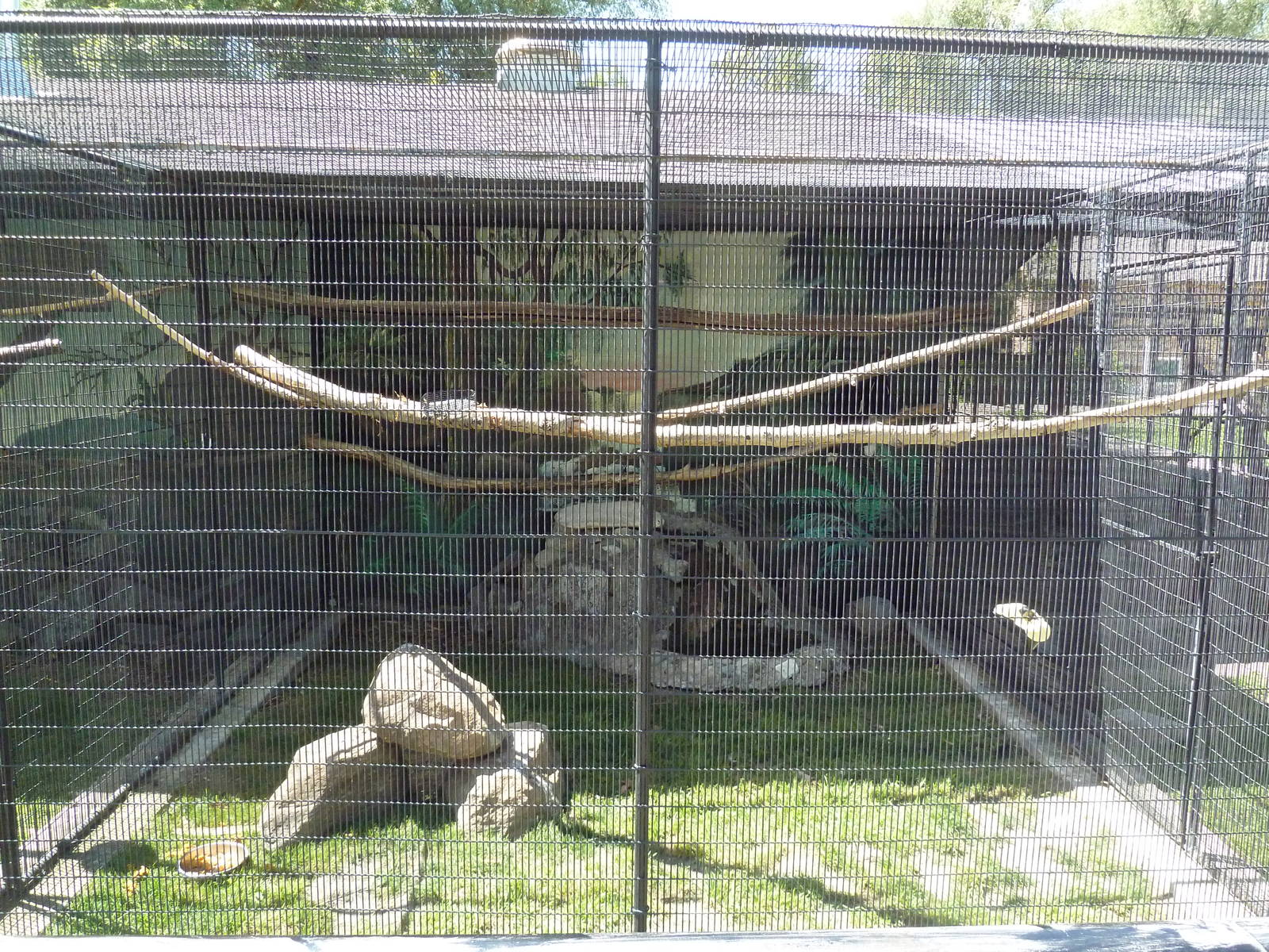 Silvery Cheeked Hornbill Aviary