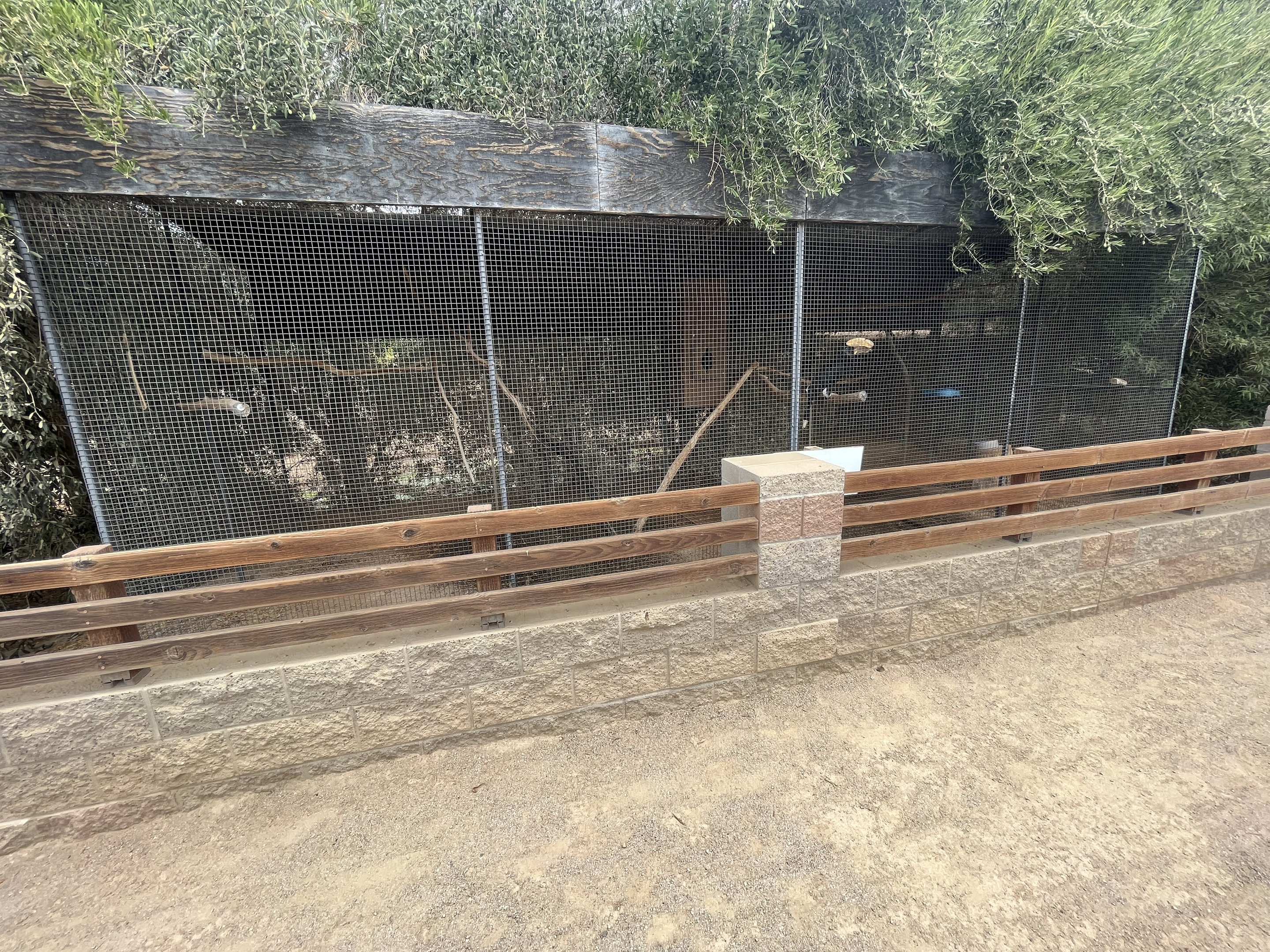 Silvery-cheeked Hornbill Aviary