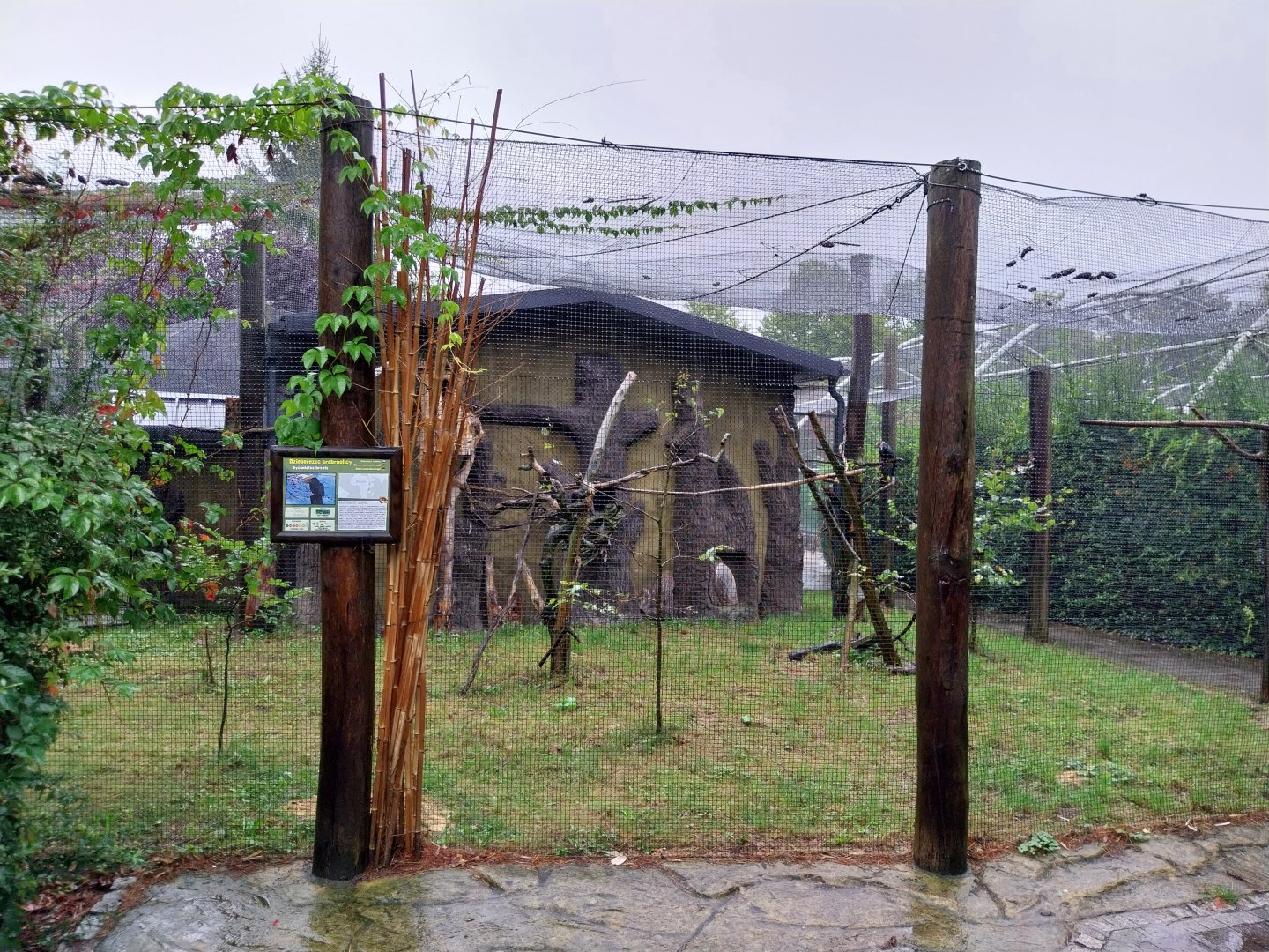 Silvery-cheeked hornbill aviary