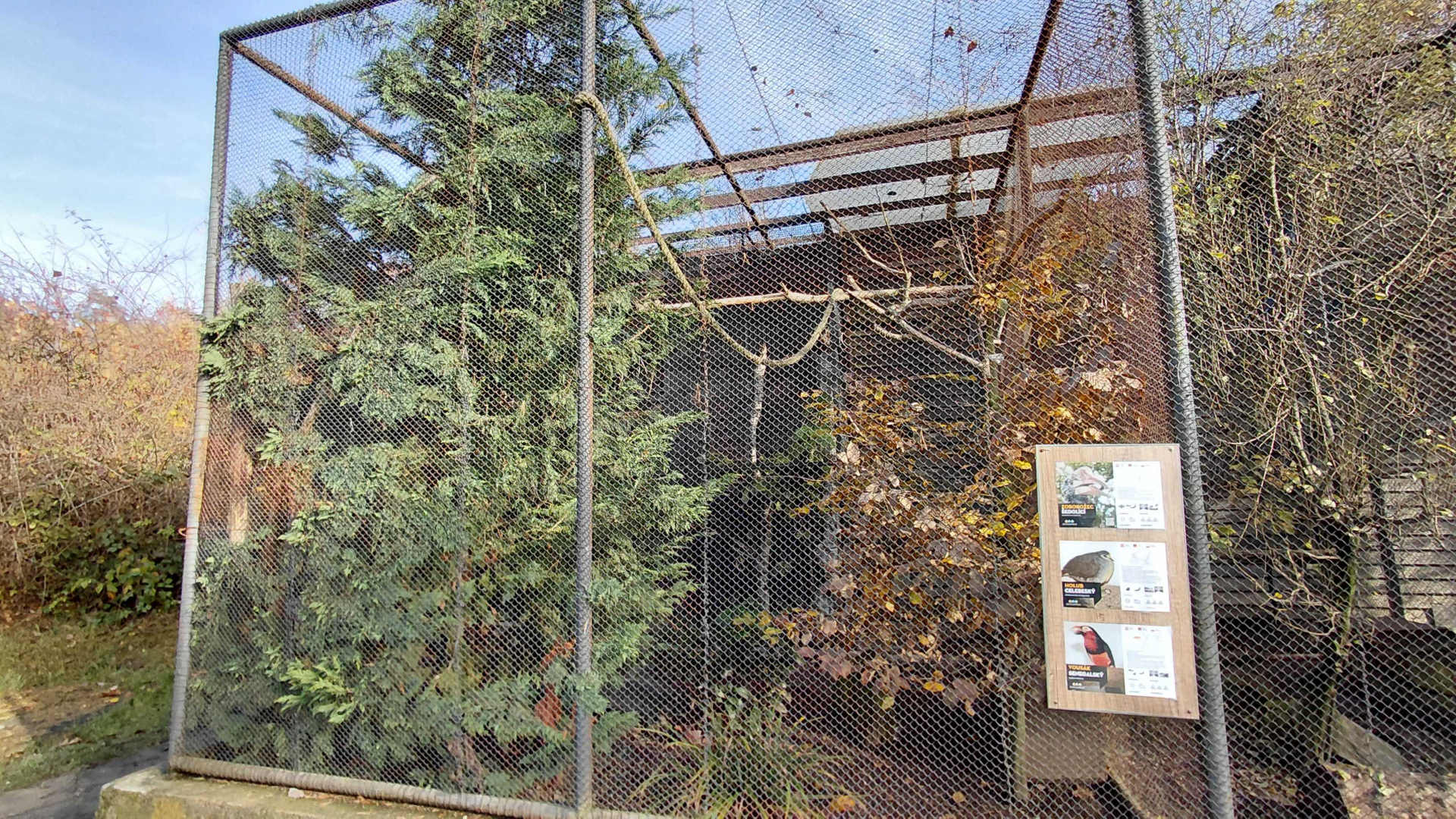 Silvery-cheeked hornbill aviary