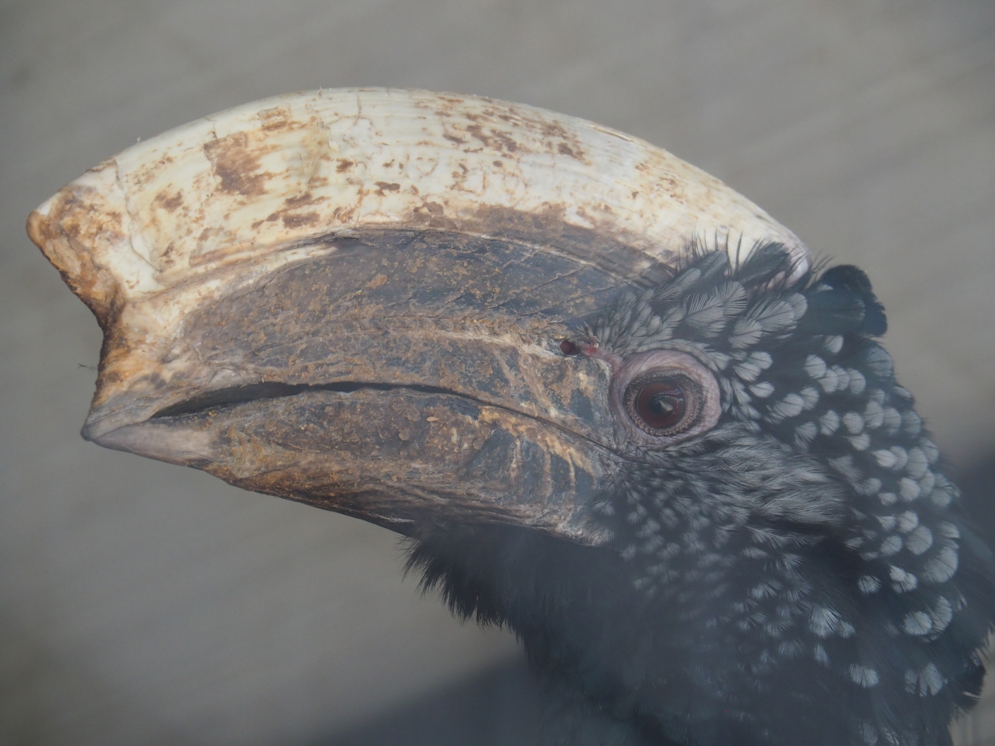 Silvery-cheeked hornbill (Bycanistes brevis), 2020-06-20
