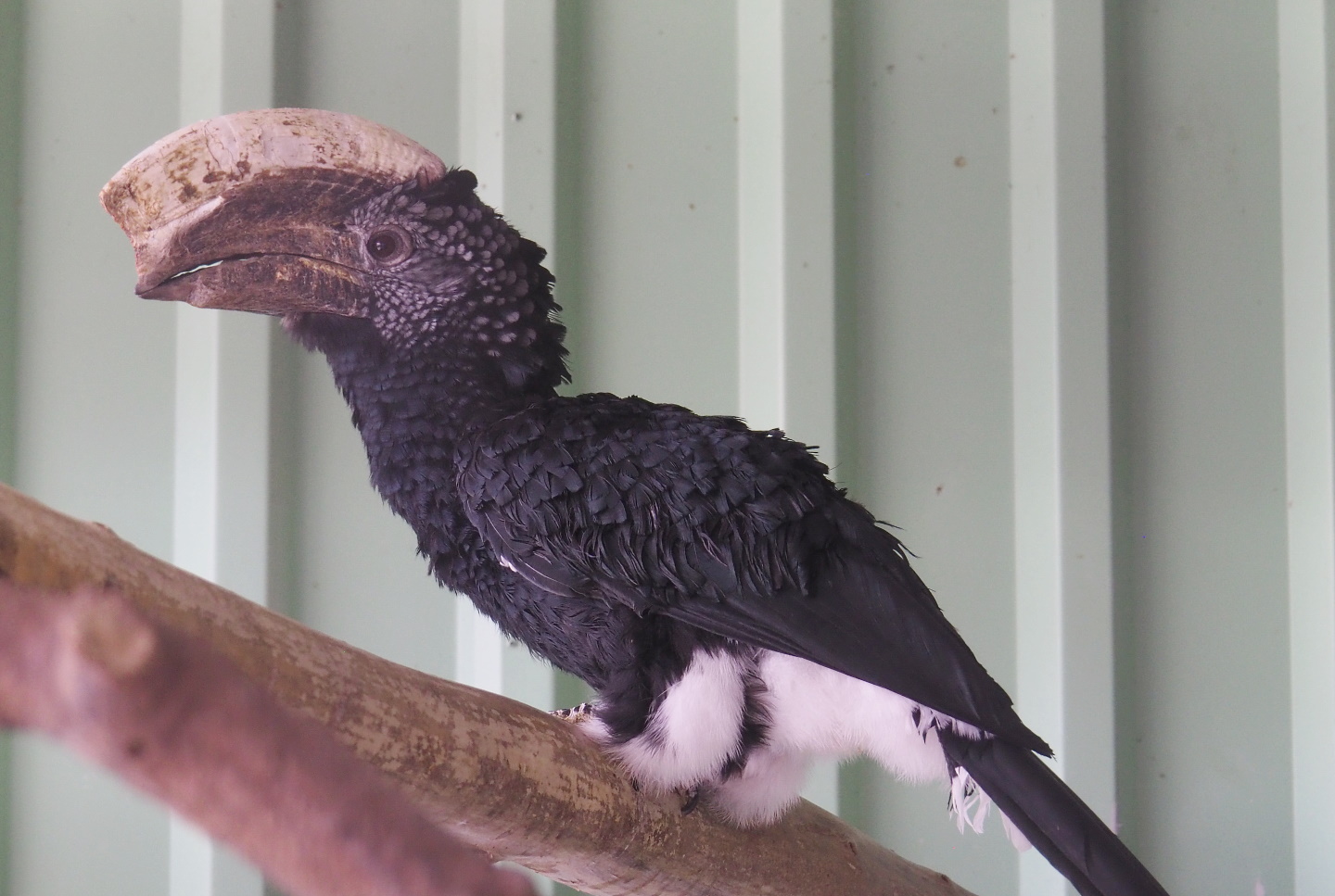 Silvery-cheeked hornbill (Bycanistes brevis), 2021-06-15
