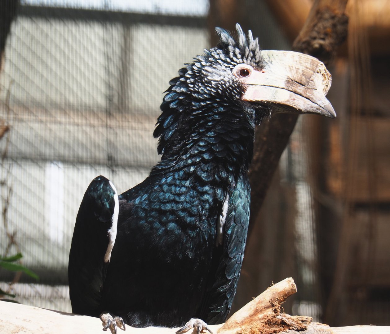 Silvery-cheeked hornbill (Bycanistes brevis), 2022-06-28