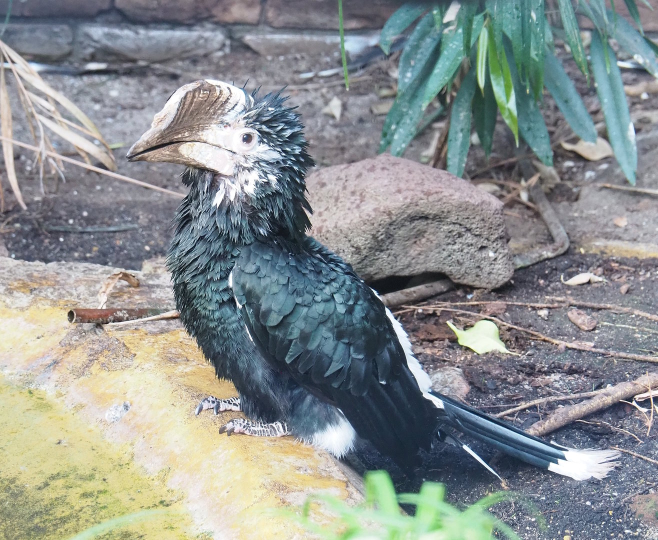 Silvery-cheeked hornbill (Bycanistes brevis), 2022-08-28