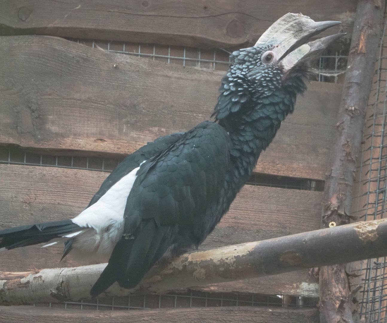 Silvery-cheeked hornbill (Bycanistes brevis), 2022-09-14