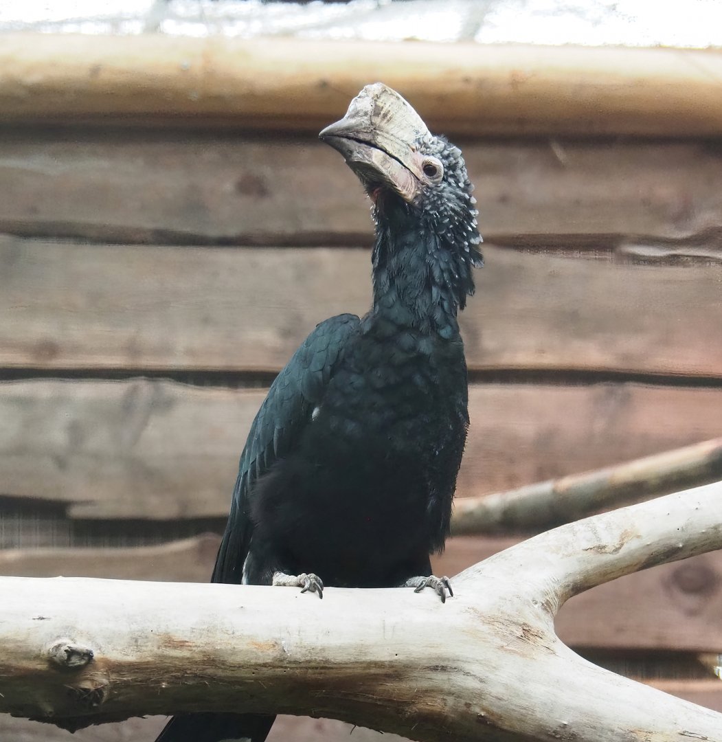 Silvery-cheeked hornbill (Bycanistes brevis), 2023-10-13