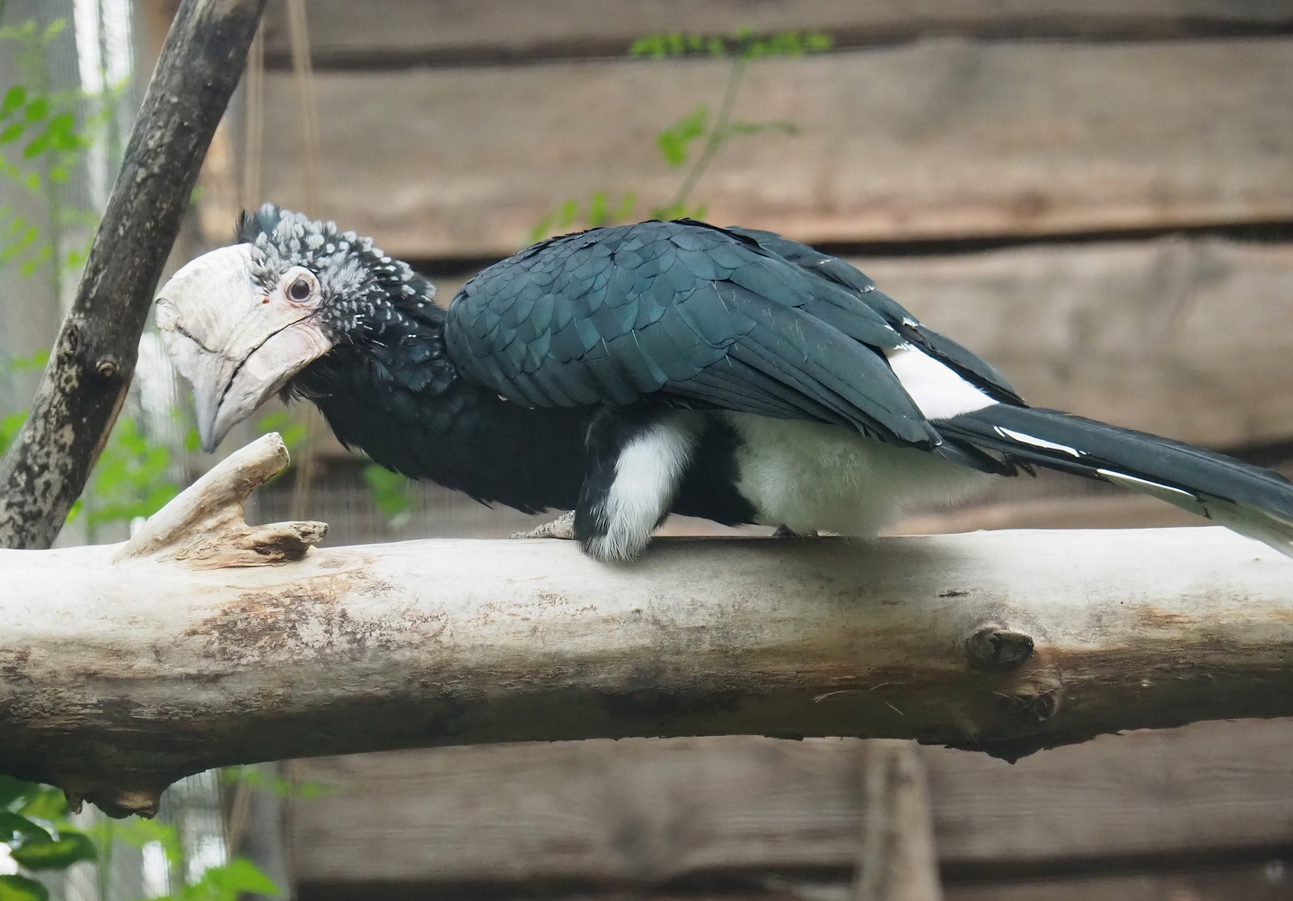Silvery-cheeked hornbill (Bycanistes brevis), 2023-10-13