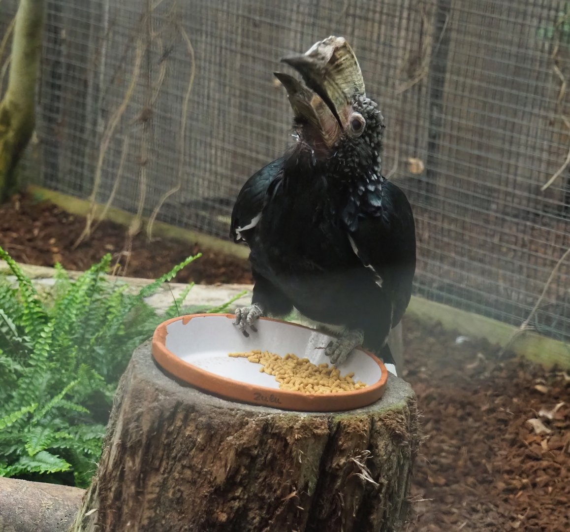 Silvery-cheeked hornbill (Bycanistes brevis), 2023-10-13