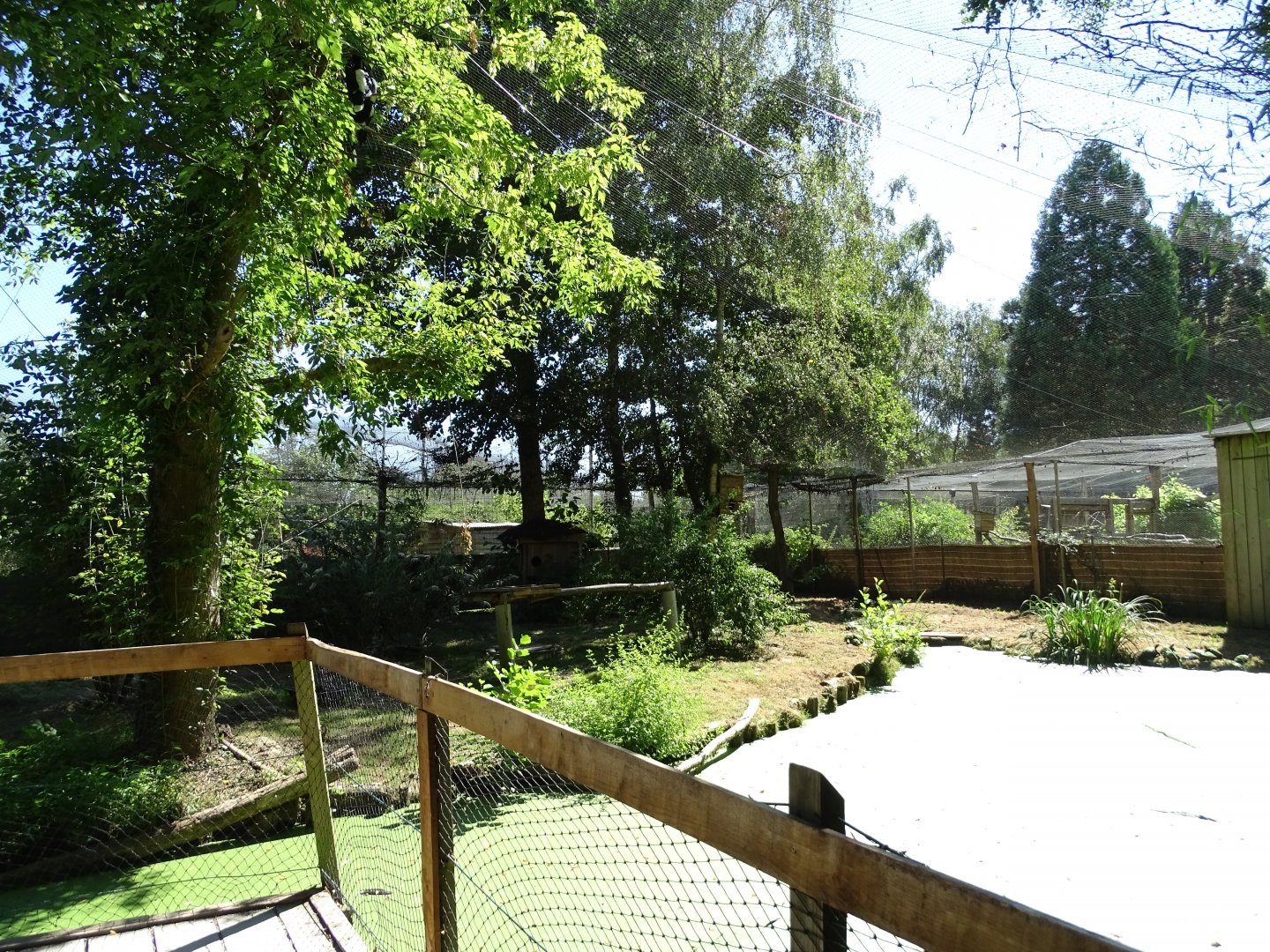 Silvery-cheeked hornbill (Bycanistes brevis) aviary