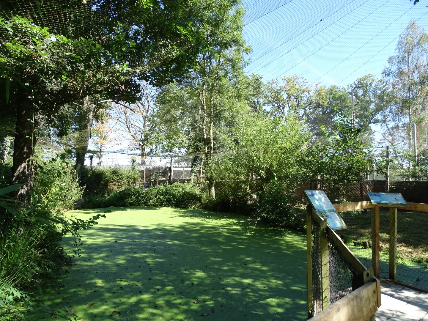 Silvery-cheeked hornbill (Bycanistes brevis) aviary