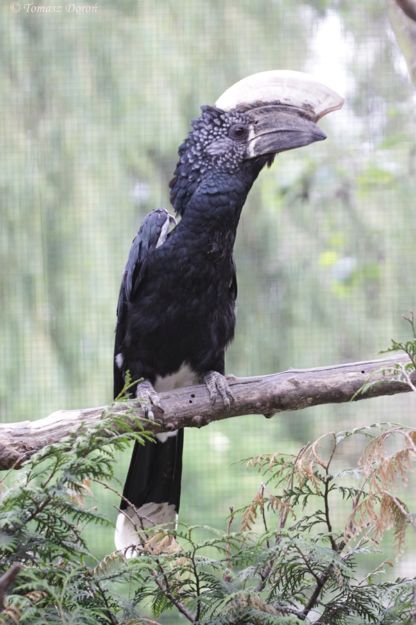 Silvery-cheeked Hornbill (Bycanistes brevis) - male