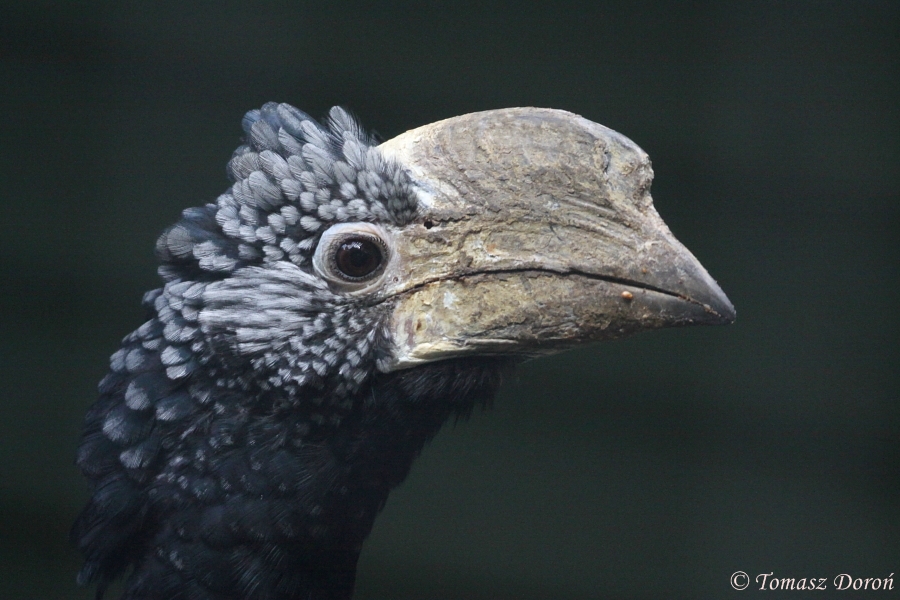 Silvery-cheeked Hornbill (Bycanistes brevis)