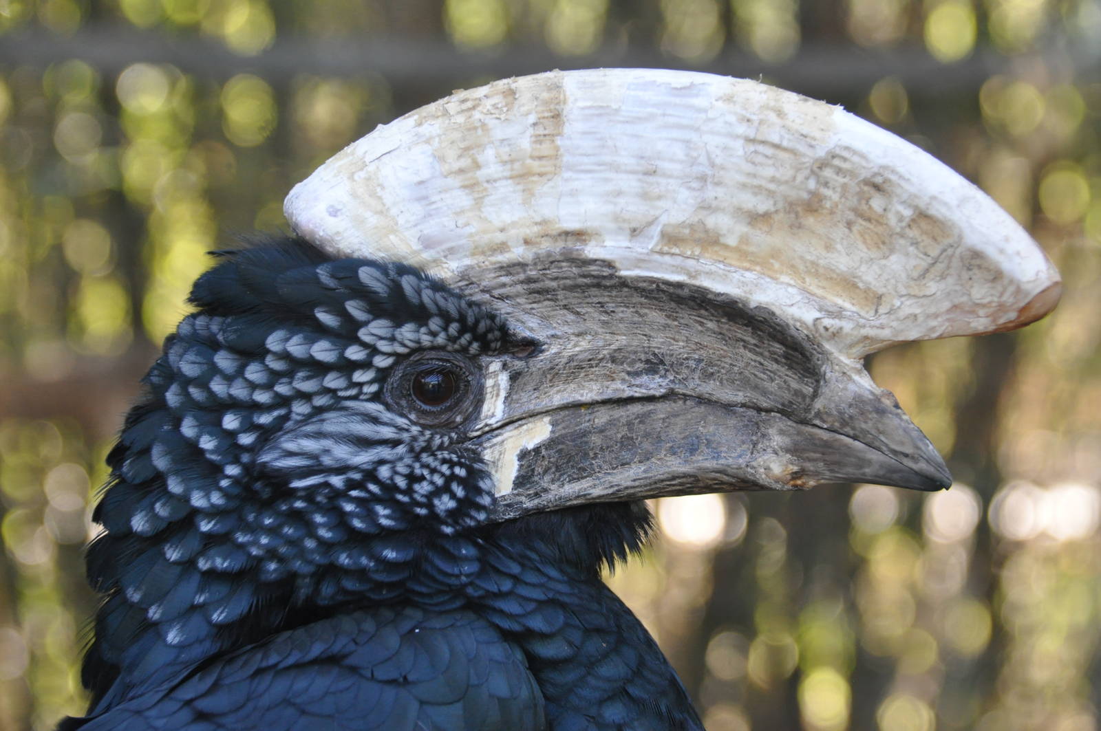 Silvery-cheeked hornbill/ Bycanistes brevis