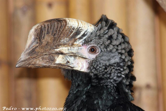 Silvery-cheeked hornbill (Bycanistes brevis)
