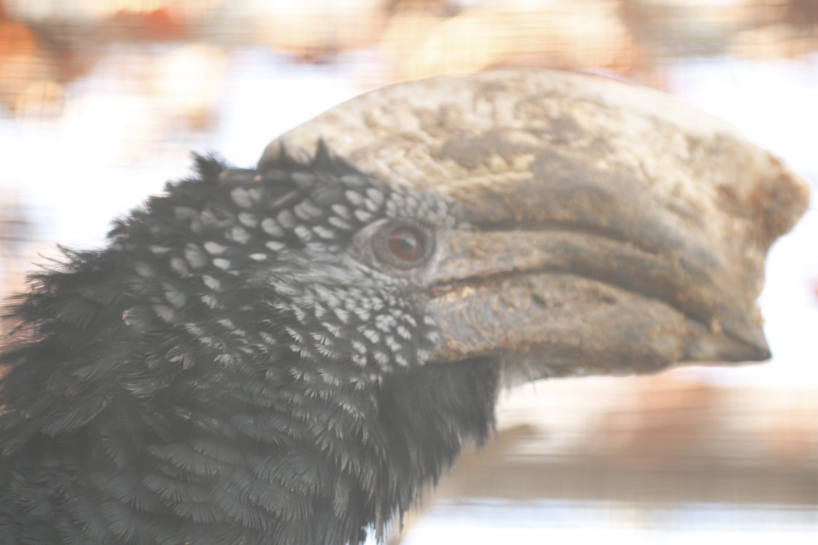 Silvery-cheeked hornbill (Bycanistes brevis)