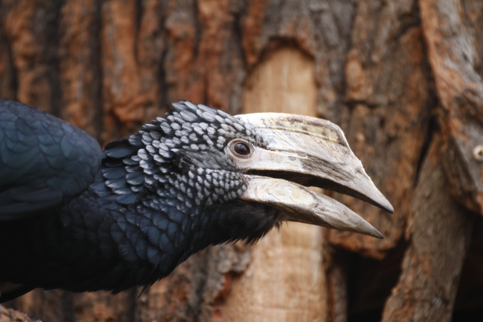 Silvery-cheeked hornbill (Bycanistes brevis)