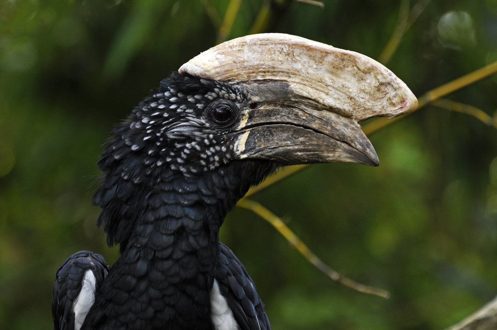 Silvery-cheeked hornbill (Bycanistes brevis)