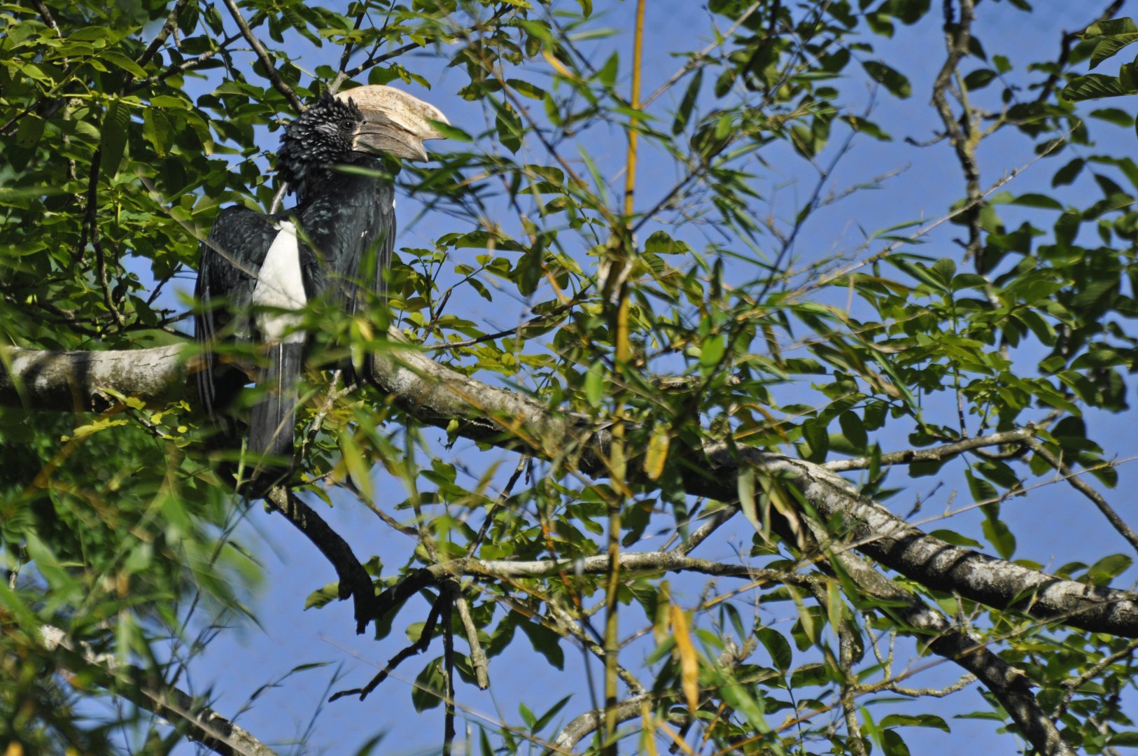 Silvery-cheeked hornbill (Bycanistes brevis)
