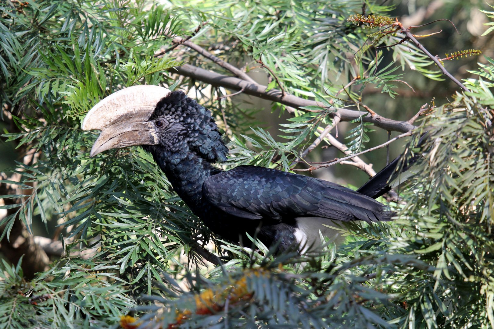 Silvery-cheeked Hornbill (Bycanistes brevis)