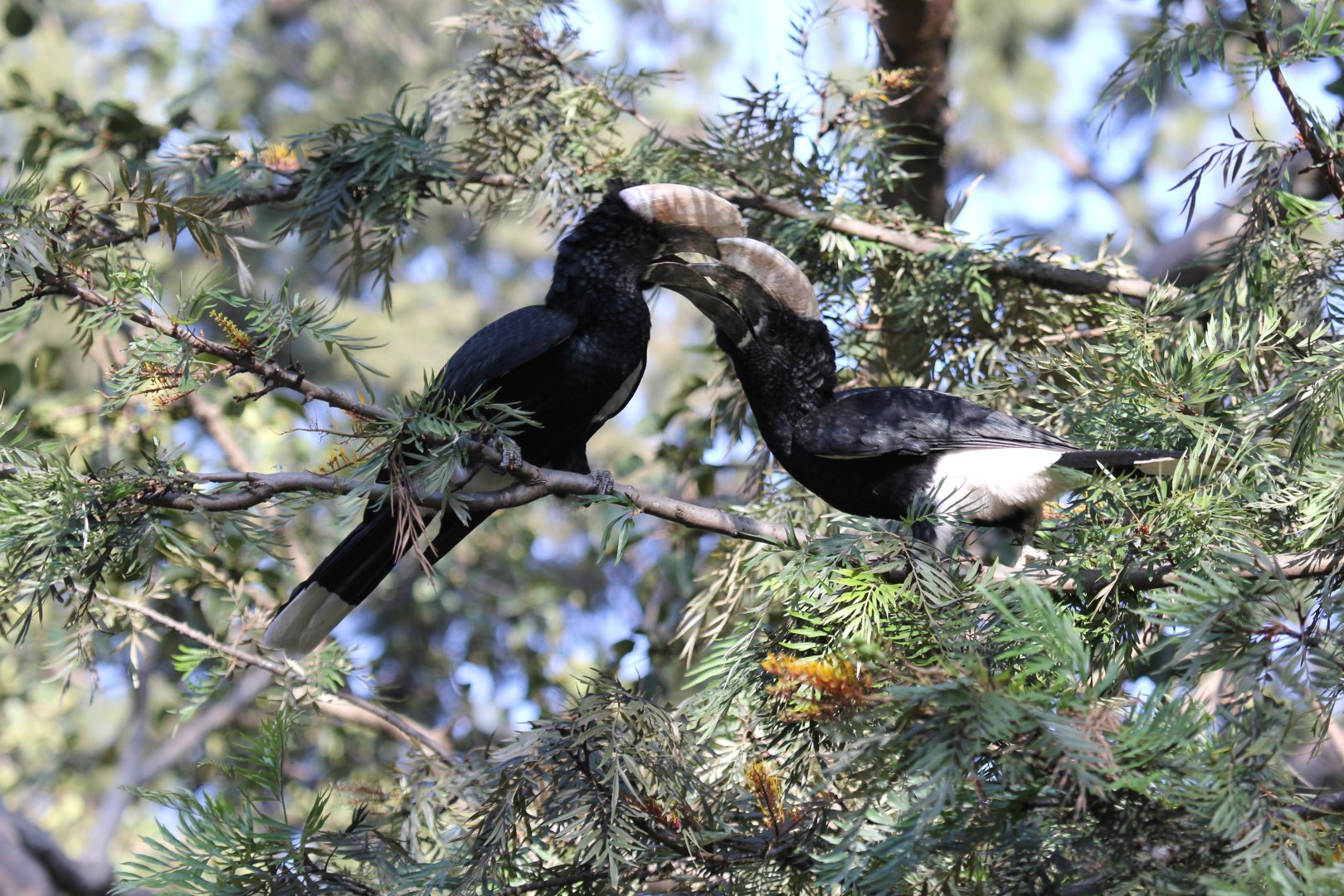 Silvery-cheeked Hornbill (Bycanistes brevis)