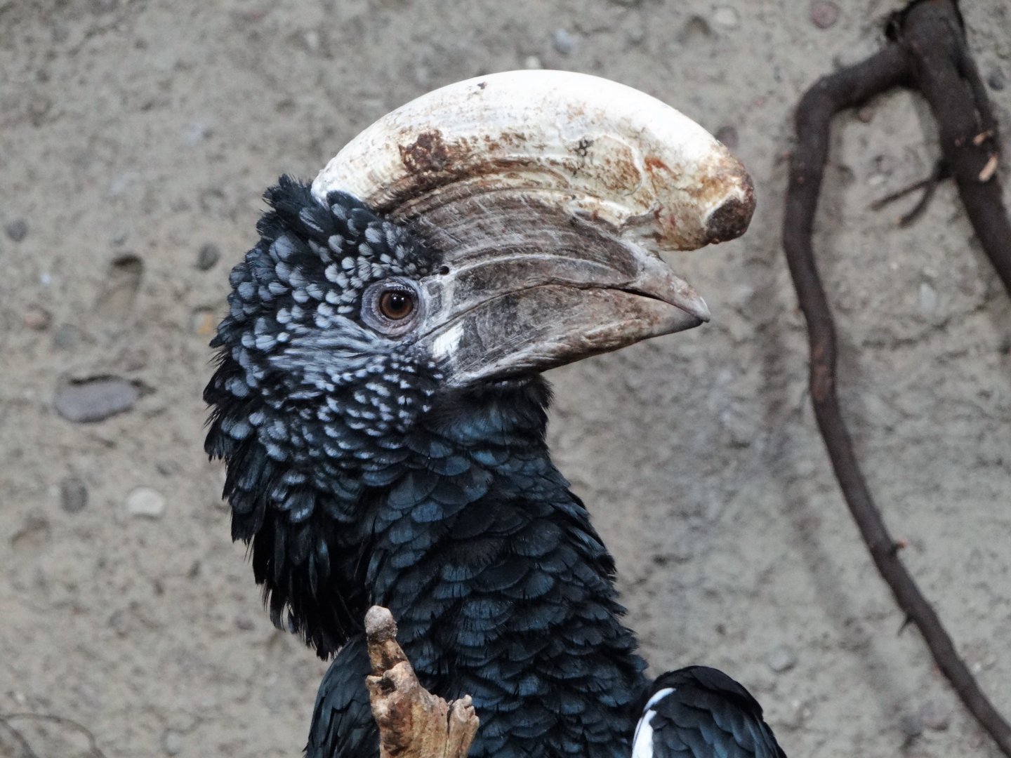 Silvery-cheeked Hornbill (Bycanistes brevis)
