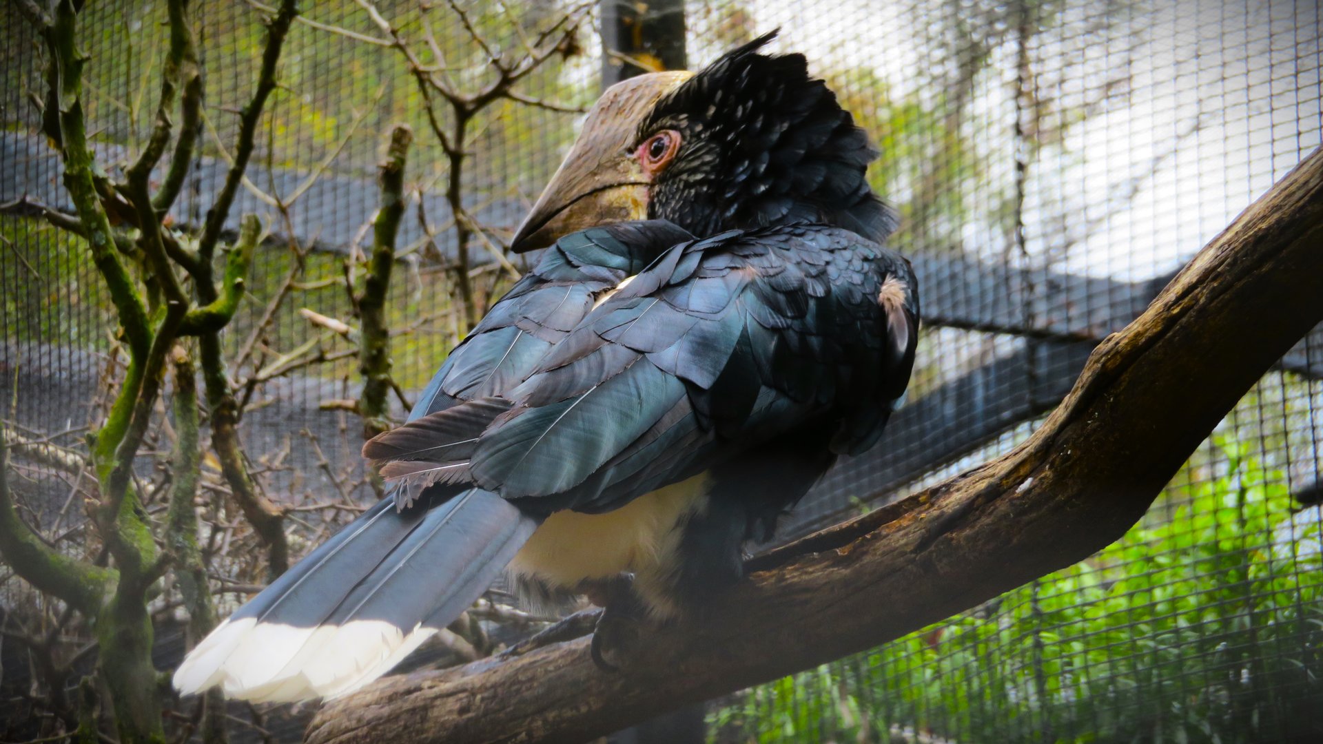 Silvery-cheeked Hornbill (Bycanistes brevis)