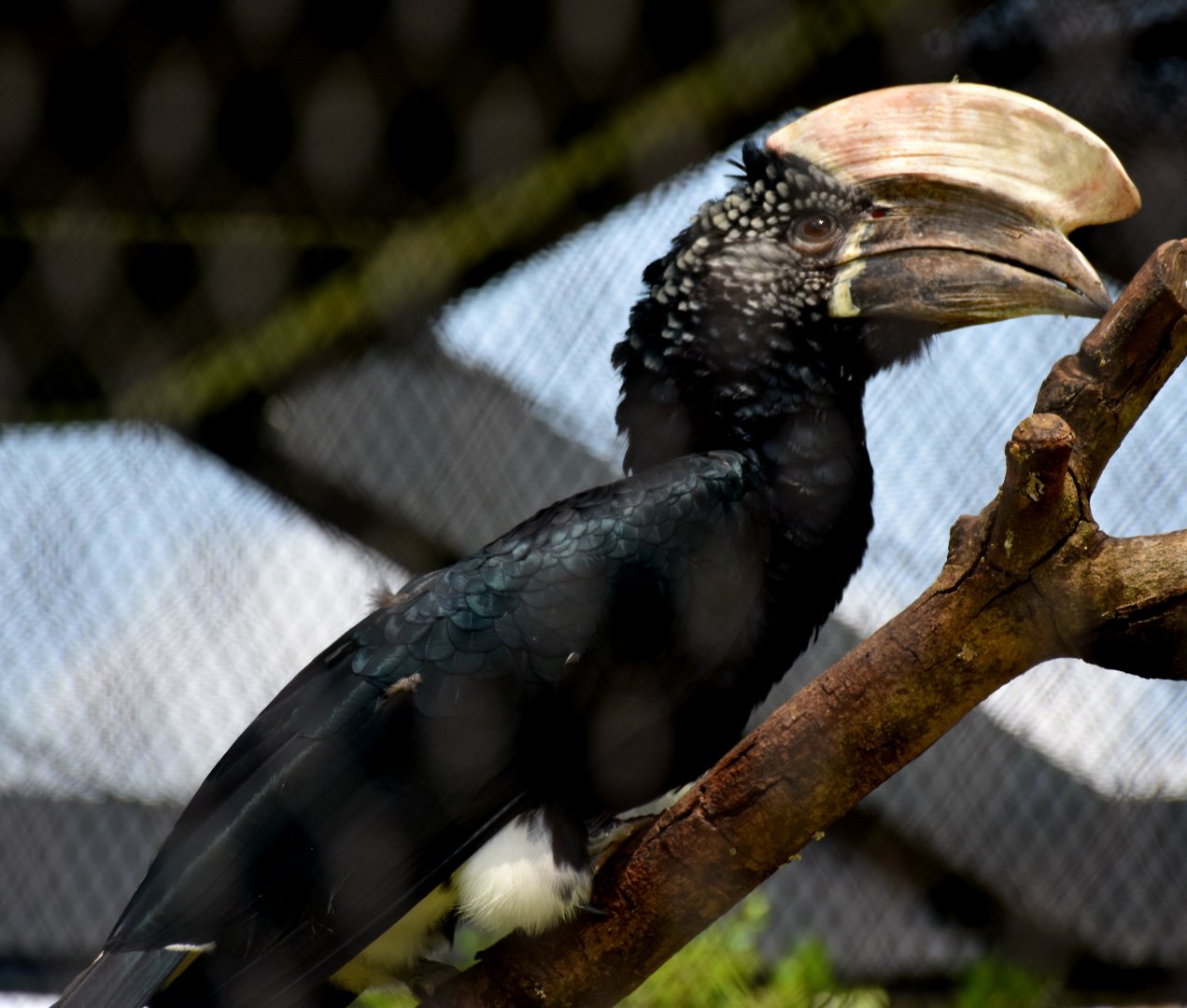 Silvery-cheeked Hornbill (Bycanistes brevis)