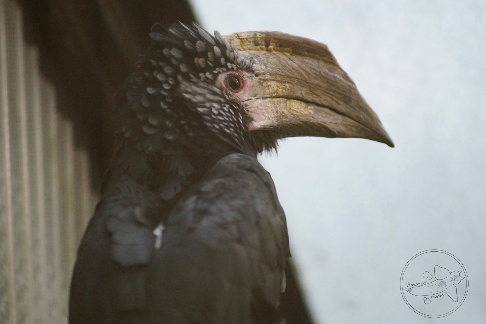Silvery-cheeked Hornbill (Bycanistes brevis)
