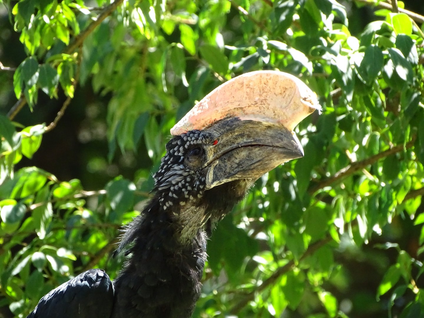 Silvery-cheeked hornbill (Bycanistes brevis)