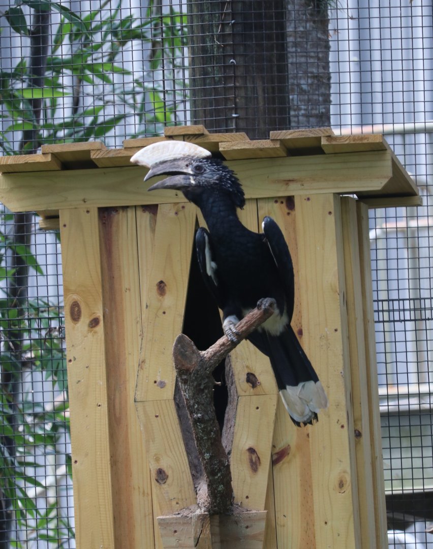 Silvery-Cheeked Hornbill (Bycanistes brevis)
