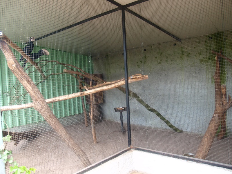 Silvery-cheeked hornbill cage (April 19th, 2015)